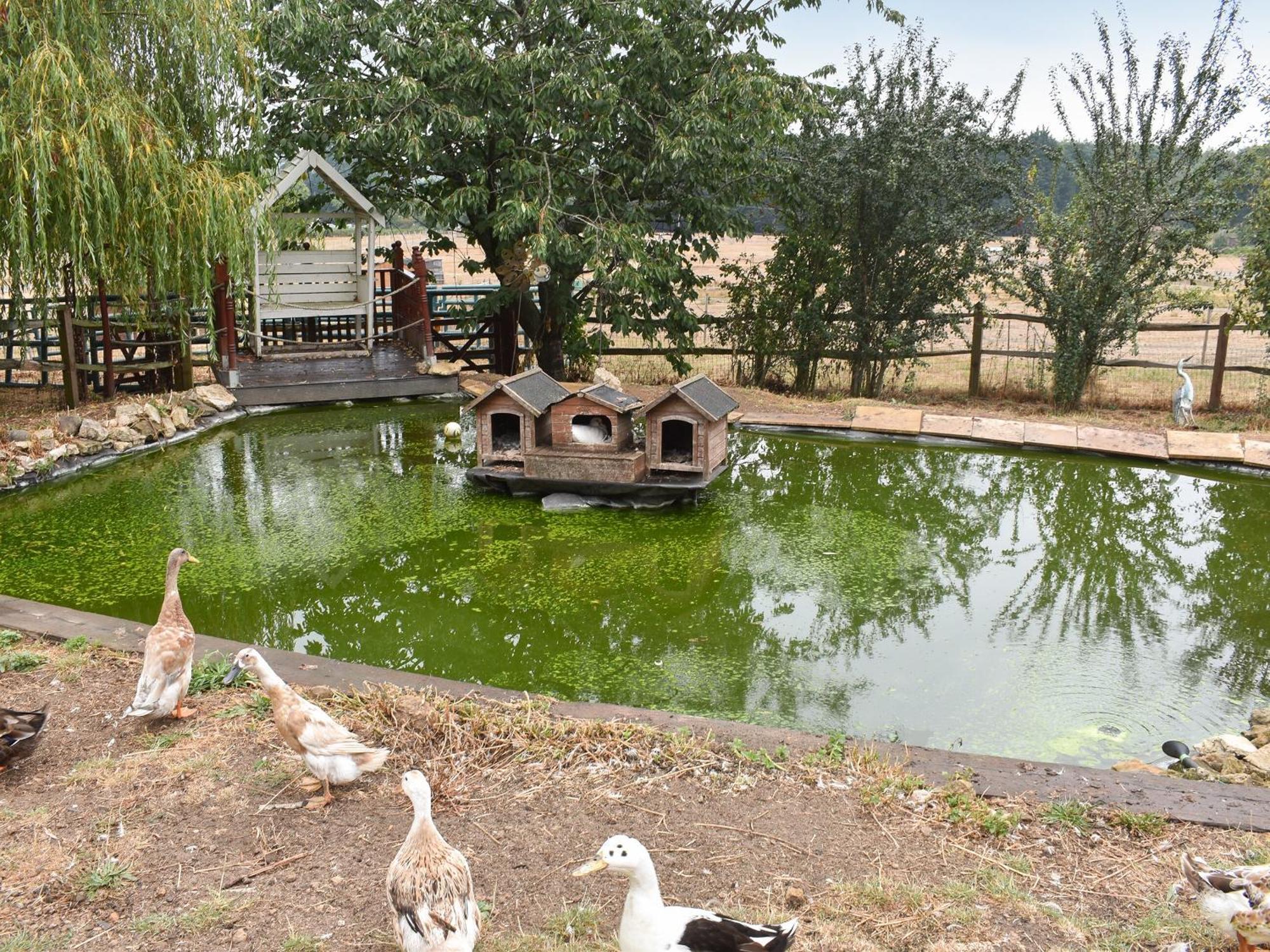 فيلا South Wing Coldharbour Park Farm Rake المظهر الخارجي الصورة